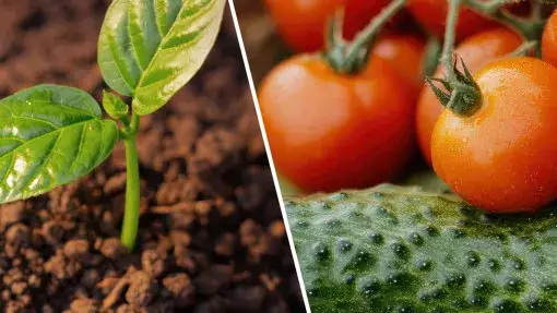 Jakie warzywa sadzić po pomidorach, aby uniknąć problemów z glebą