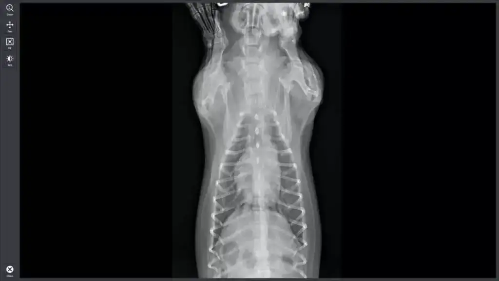 Ile kosztuje prześwietlenie u weterynarza? Sprawdź ceny i oszczędź