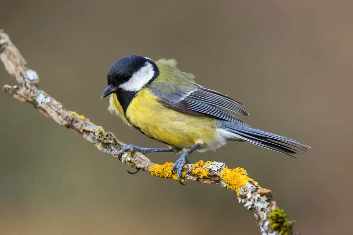 Stop jełczeniu kul tłuszczowych! Skuteczne przechowywanie dla ptaków