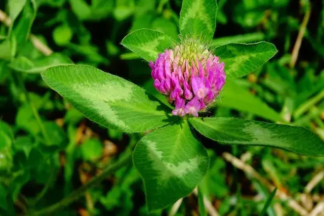 Chwast czerwona koniczyna: jak walczyć z nim i wykorzystać jego moc