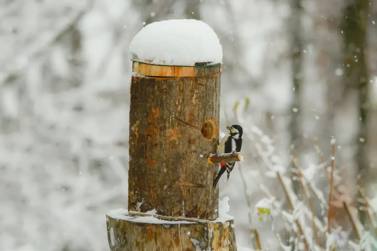 Dzięcioły zimą: Co jedzą i jak zbudować idealny karmnik?