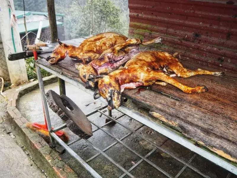 W jakim kraju jedzą psy? Zaskakujące tradycje kulinarne świata