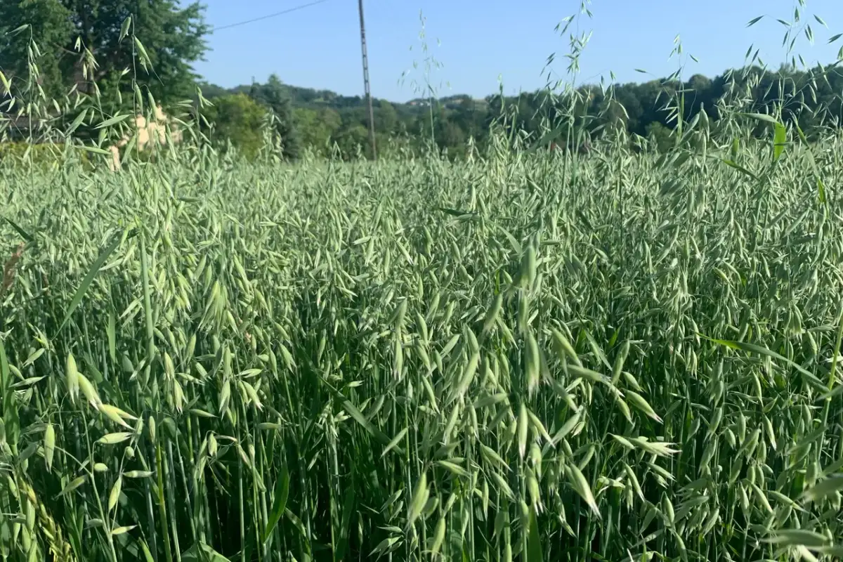 Jaki nawóz przed siewem owsa, aby zwiększyć plon i jakość zbiorów