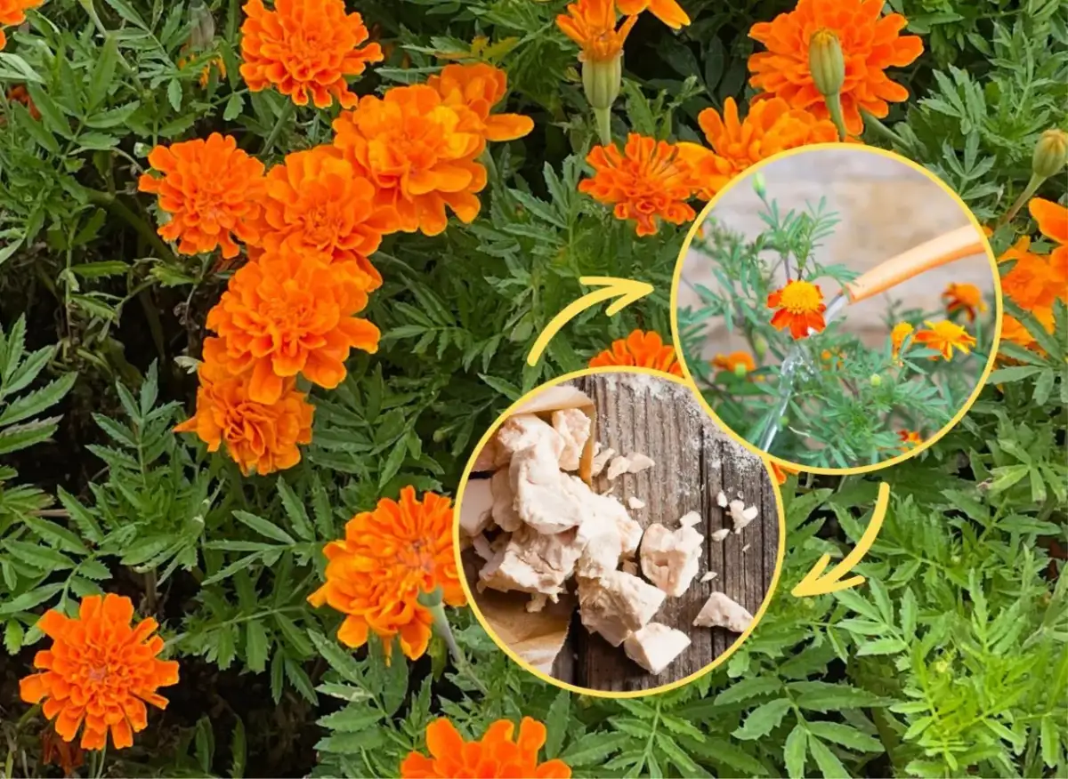 Jaki nawóz do aksamitek zapewni piękne kwitnienie i zdrowie roślin?