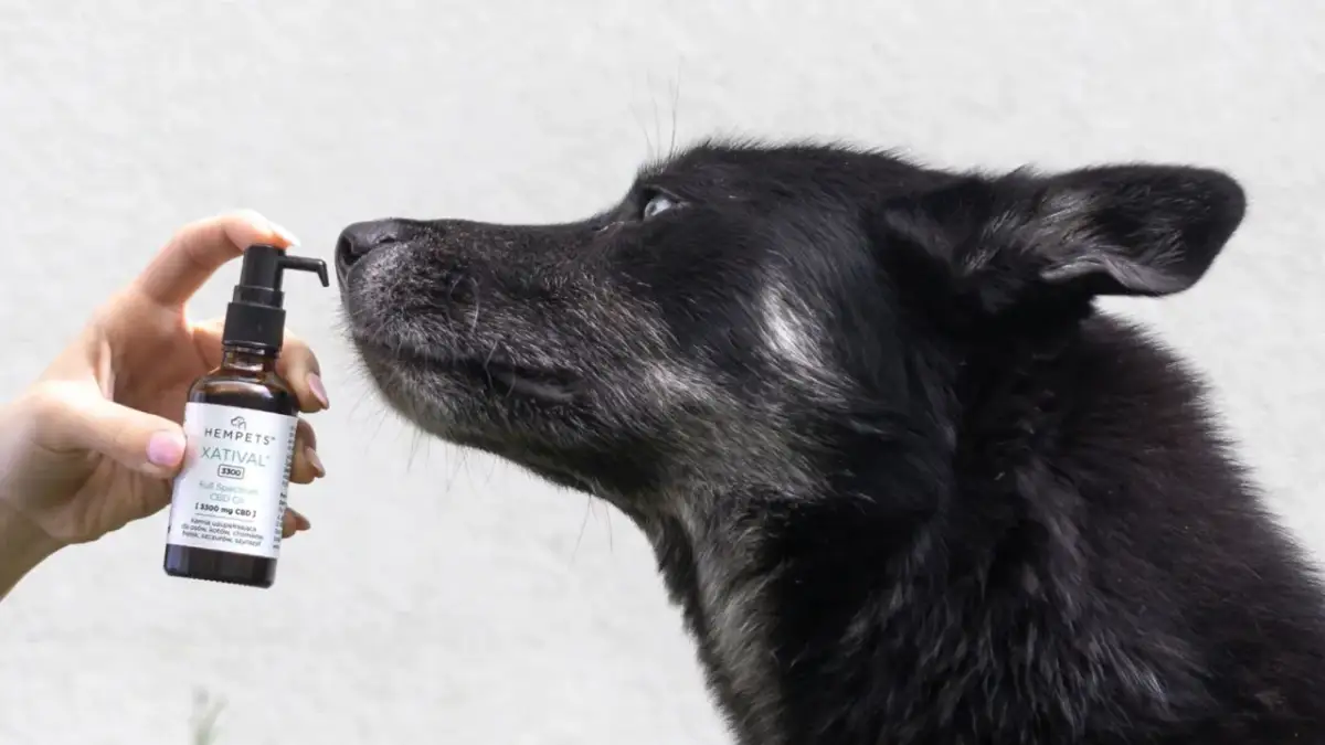 Olejek CBD dla psa – kiedy efekty i jak szybko je zauważyć