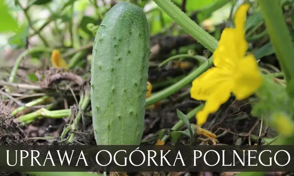 Ogórek jak siać: Kluczowe wskazówki dla udanej uprawy w ogrodzie