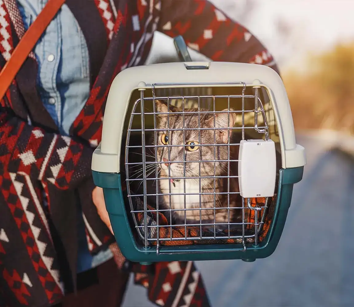 Jak wyrobić paszport dla kota - uniknij problemów z podróżą