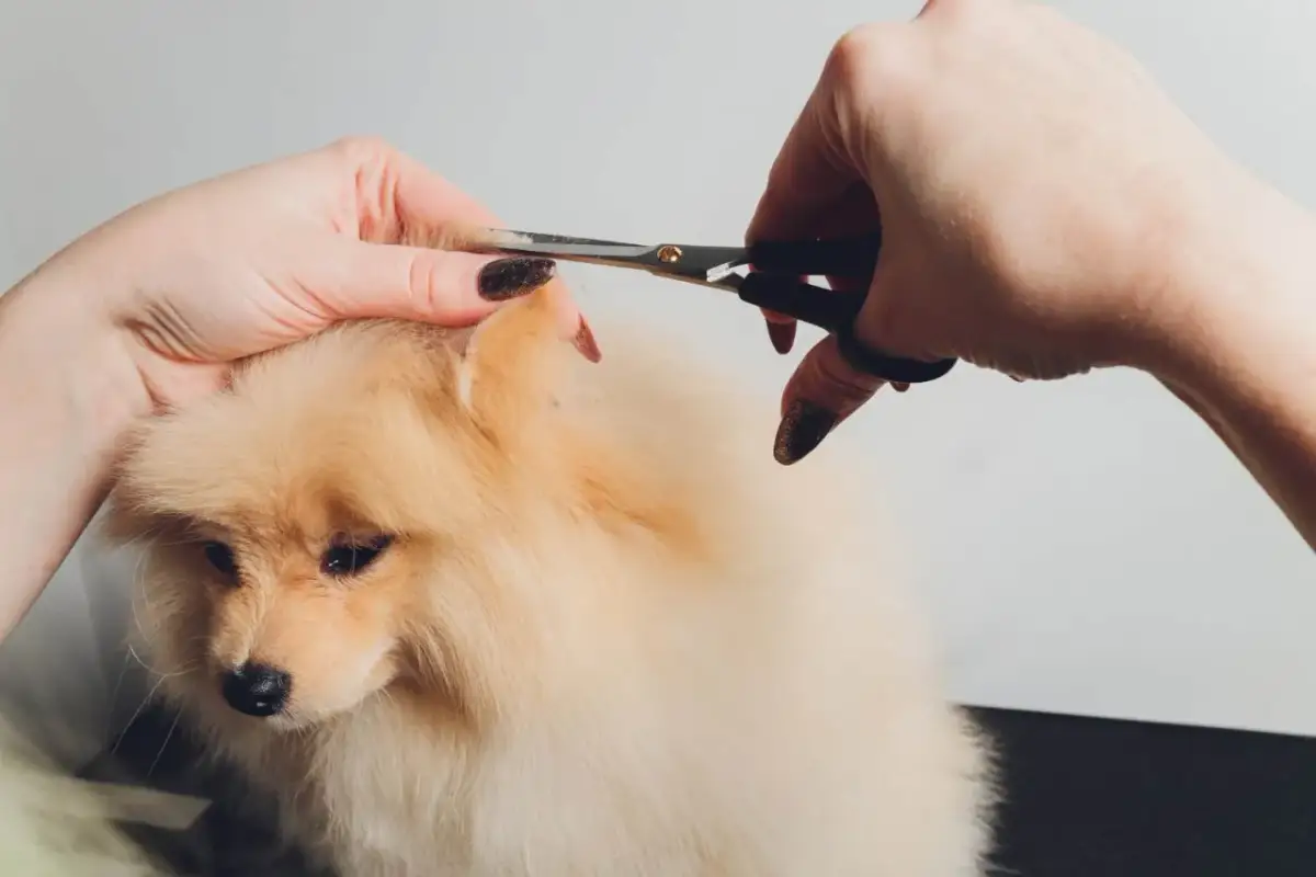 Linienie Pomeraniana: Przewodnik po wymianie sierści od szczeniaka