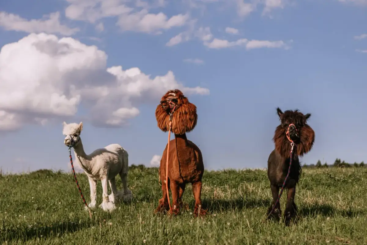 Bacówka na Bukowinie: Żabnica czy Tatry? Wybierz idealne miejsce!