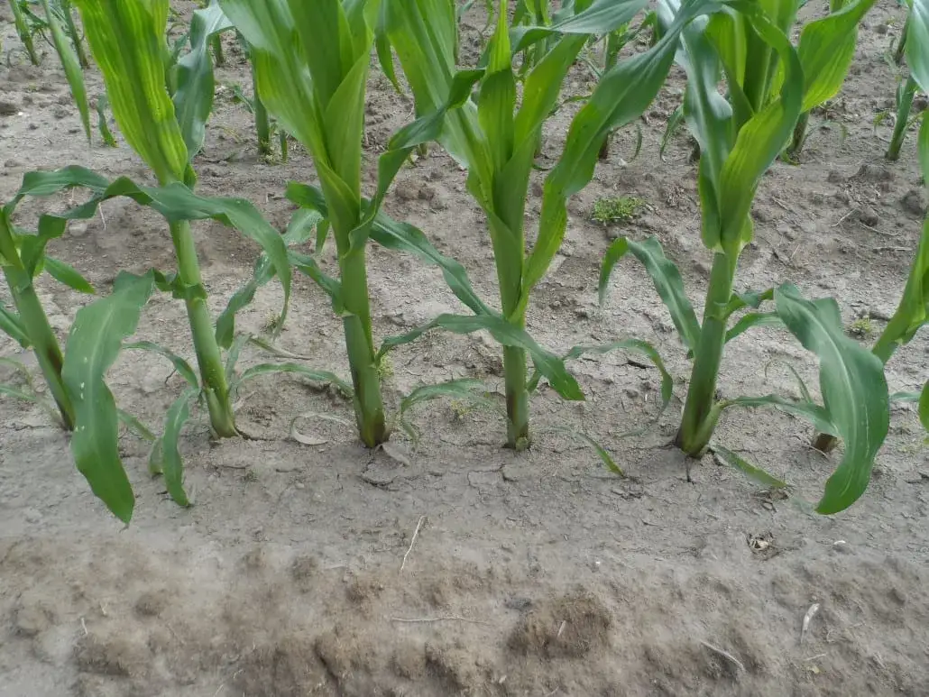 Jak siać kukurydzę ręcznie – unikaj najczęstszych błędów i zyskaj plony