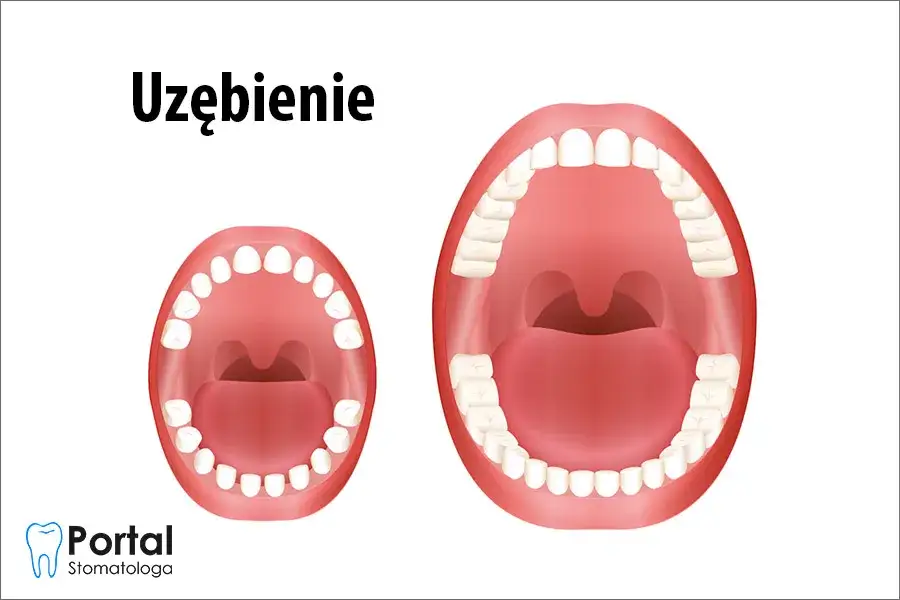 Ile zębów ma człowiek? Kompletny przewodnik po uzębieniu.