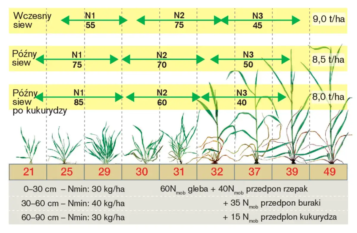 Ile nawozu na hektar pszenżyta? Kluczowe informacje dla rolników