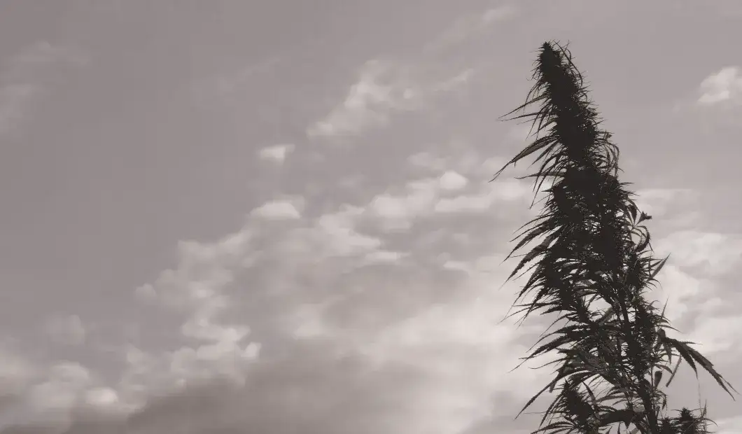 Jaki olej CBD na nerwicę lękową? Sprawdź skuteczne rozwiązania