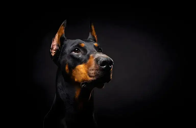 Ile kosztuje doberman z hodowli? Poznaj ceny i ukryte koszty