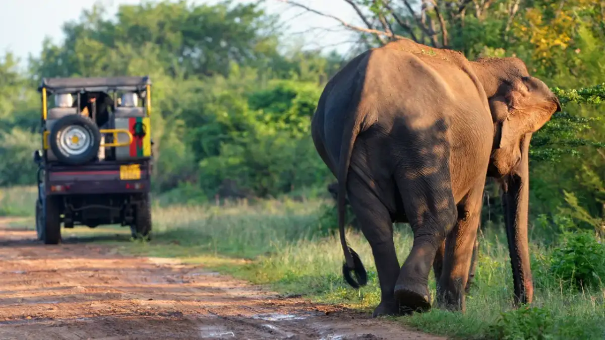 Sri Lanka - Kiedy jechać, by uniknąć deszczu i cieszyć się słońcem?