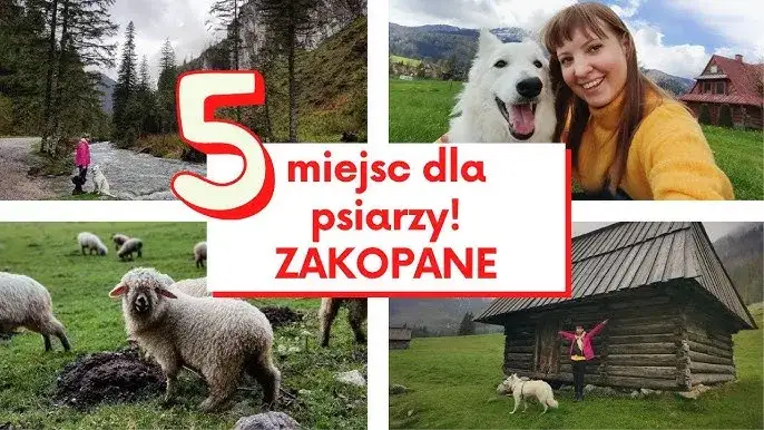 Góry Zakopane z psem: Gdzie legalnie? Szlaki i porady eksperta