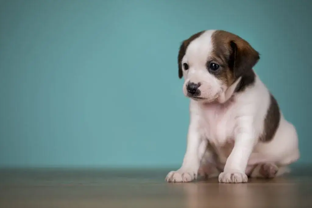 Niespodziewany miot szczeniąt? Co zrobić? Poradnik krok po kroku