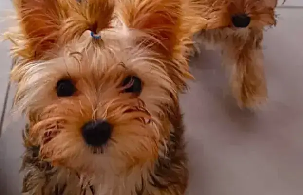 Ile kosztuje szczeniak york? Poznaj ceny i unikaj pułapek hodowlanych