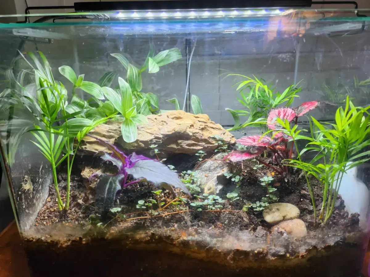 Przerób akwarium na terrarium: Poradnik krok po kroku DIY