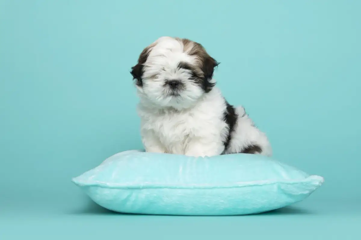 Uroczy szczeniak shih tzu na poduszce. Podstawy jak wychować szczeniaka tej rasy.