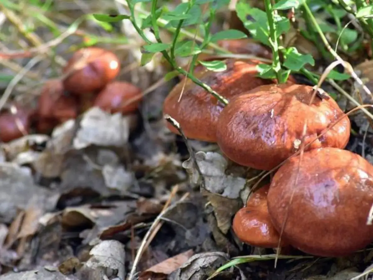 Gdzie są grzyby w świętokrzyskim? Odkryj najlepsze miejsca na zbiory