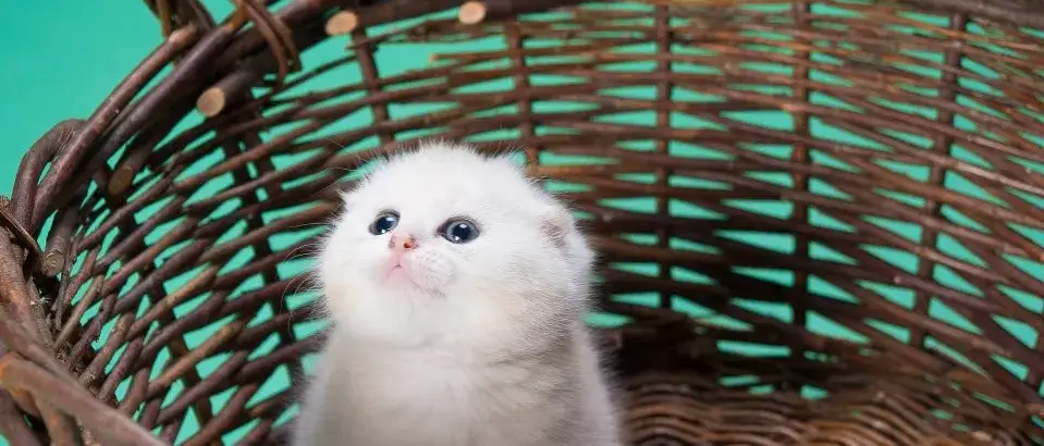 Kiedy można dotykać małe kotki? Ważne wskazówki dla opiekunów