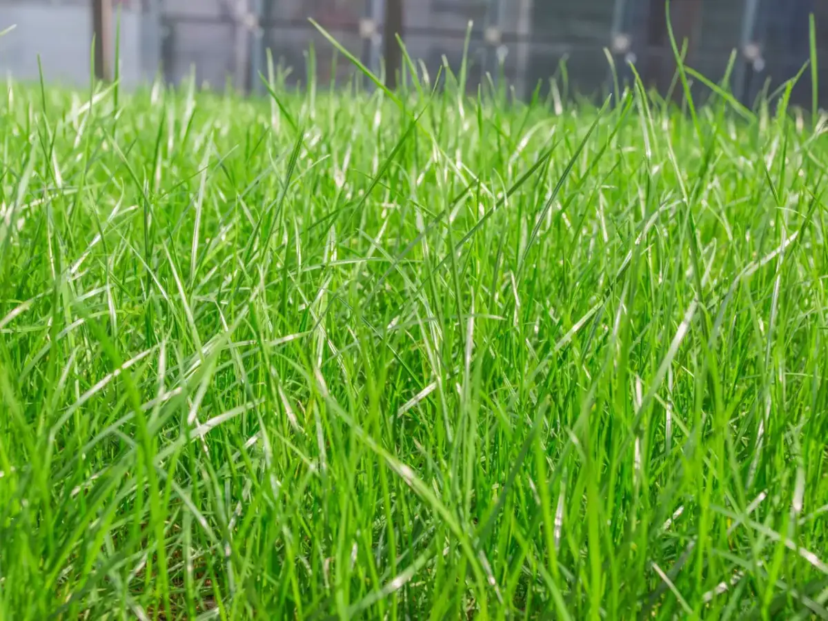 Kiedy siać trawę? Optymalne terminy i porady na piękny trawnik