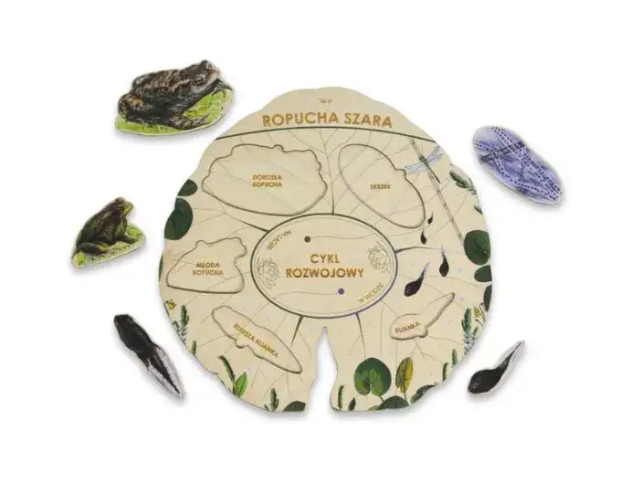Ropuchy: Jak się rozmnażają? Cały cykl od A do Z