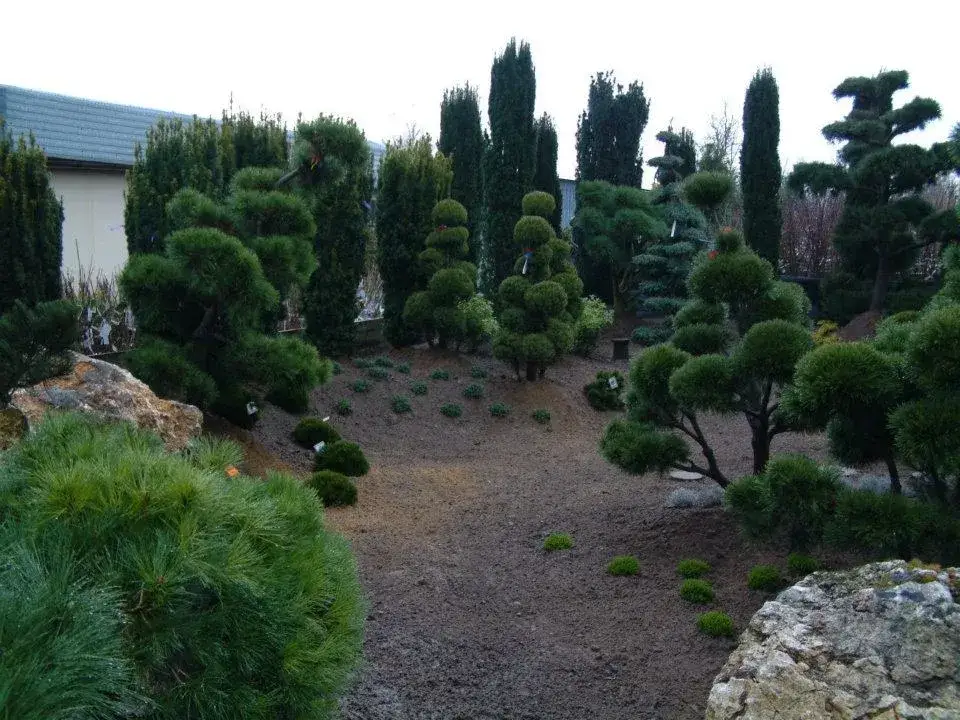 Jak przycinać tuje na bonsai, aby uniknąć najczęstszych błędów