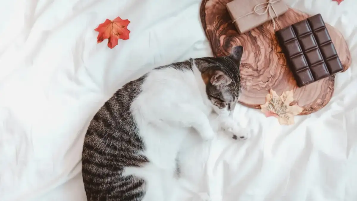 Czy kot może jeść czekoladę? Toksyczność, objawy i pierwsza pomoc