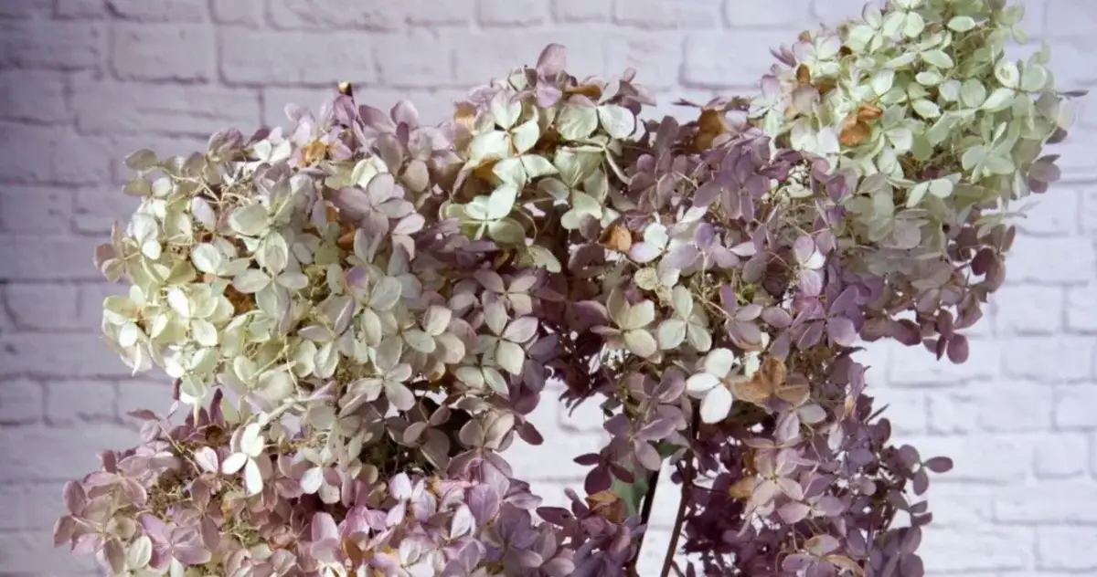 Jak suszyć hortensje ogrodowe, aby zachować ich piękno i kolor