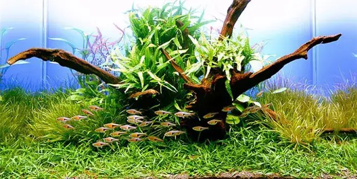 Jakie korzenie do akwarium: 5 najlepszych rodzajów i ich przygotowanie