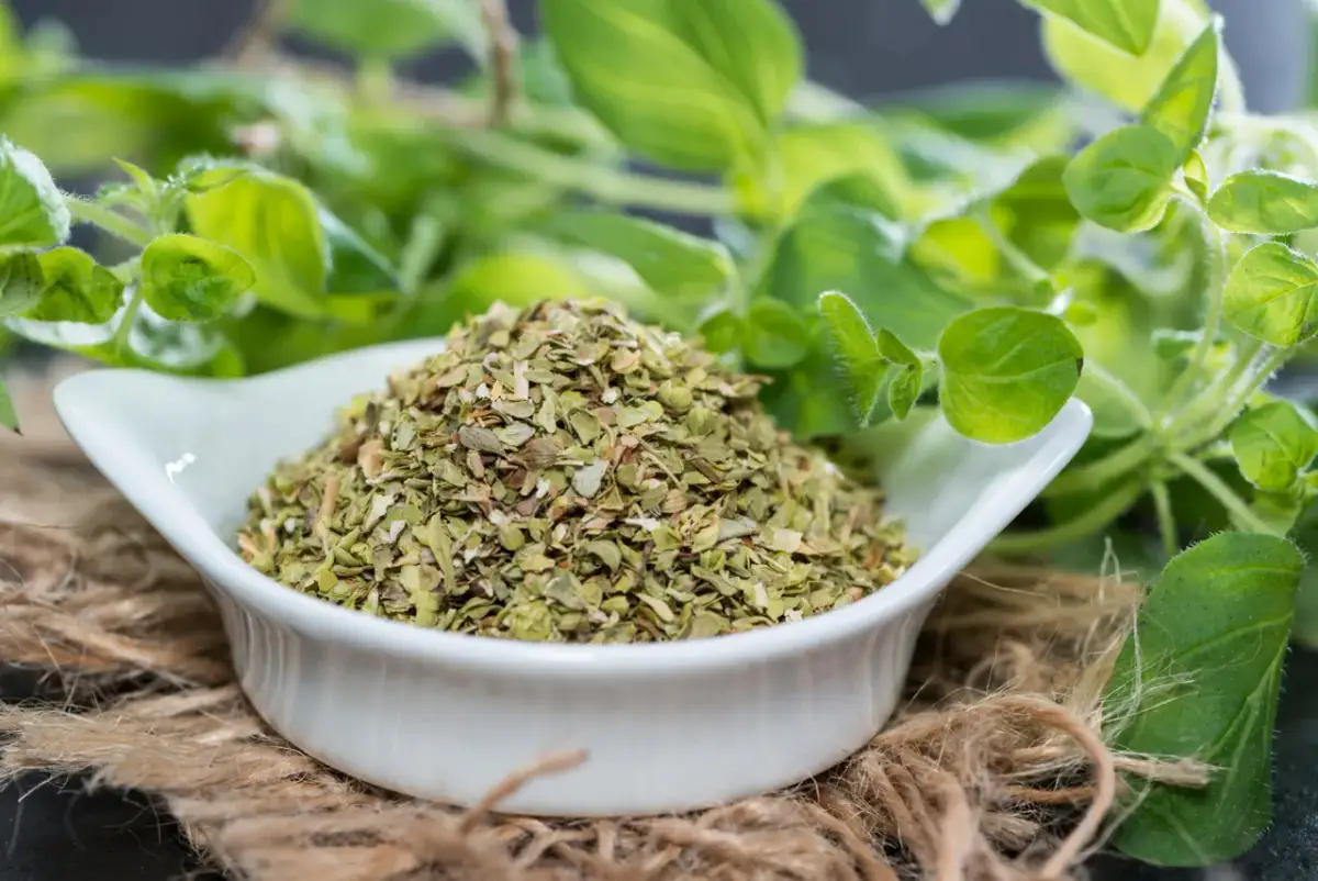 Suszone liście majeranku w białej miseczce, otoczone świeżymi gałązkami. Majeranek właściwości lecznicze i kulinarne.