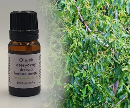 Gdzie kupić olejek z drzewa herbacianego? Sprawdzone miejsca i ceny