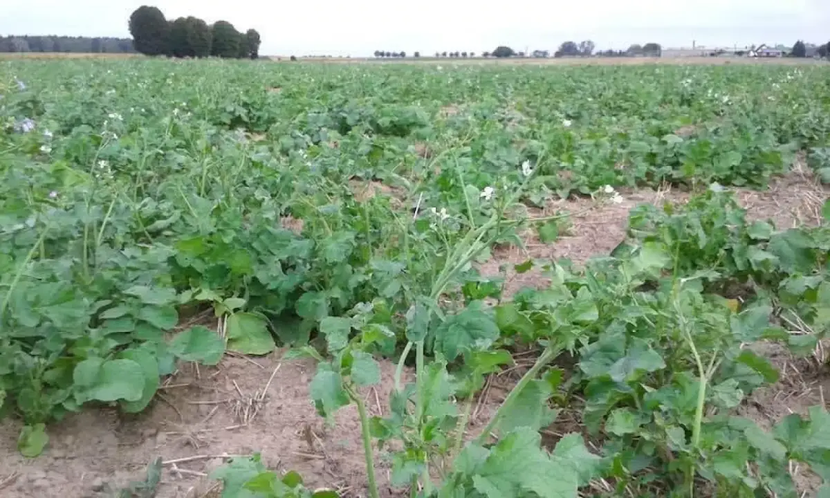 Ile siać rzodkiew oleista na poplon, aby uniknąć strat w plonach?