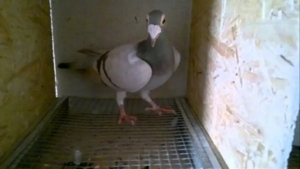 Jak zrobić półki dla gołębi, które zapewnią im komfort i bezpieczeństwo