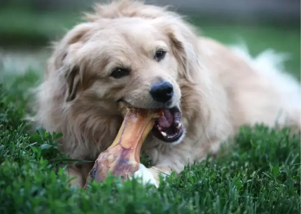 Czy pies może jeść kości z kaczki? Sprawdź, co musisz wiedzieć!