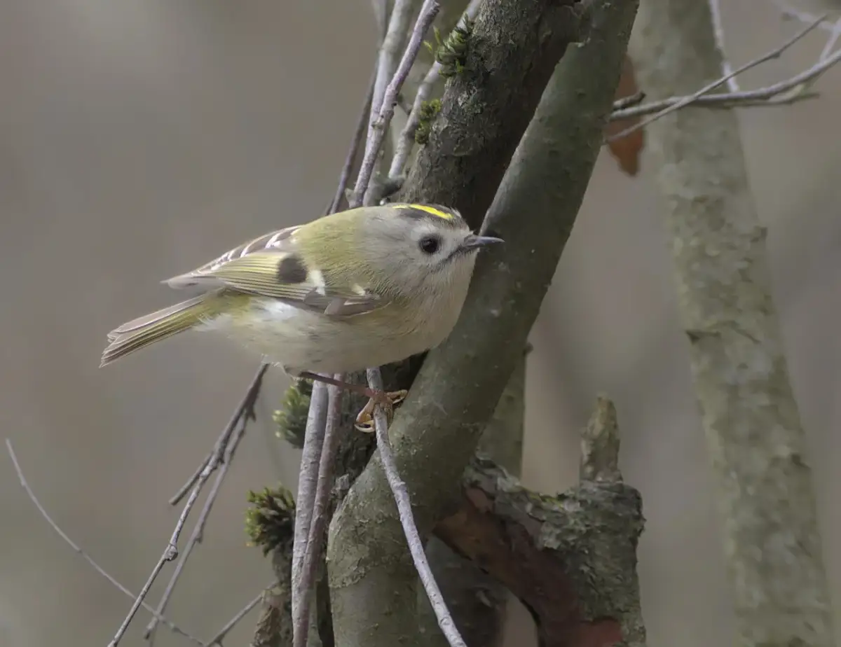 Waga ptaków: Od mysikrólika po dropa dane i zadania
