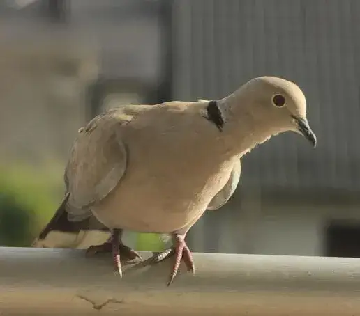Choroby od gołębi: Czy bać się "latających szczurów"?