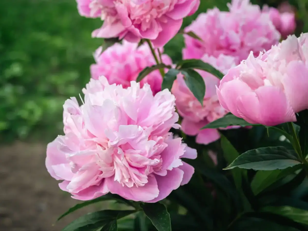 Najlepszy nawóz do piwonii: klucz do obfitego kwitnienia i zdrowia