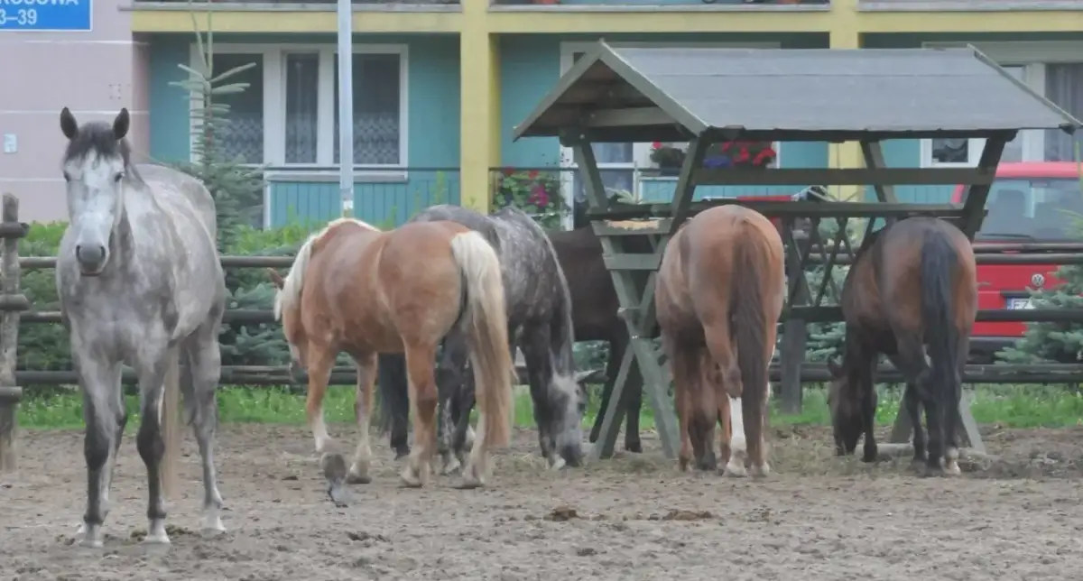 Stadnina koni Zielona Góra - najlepsze miejsca na jazdę konną