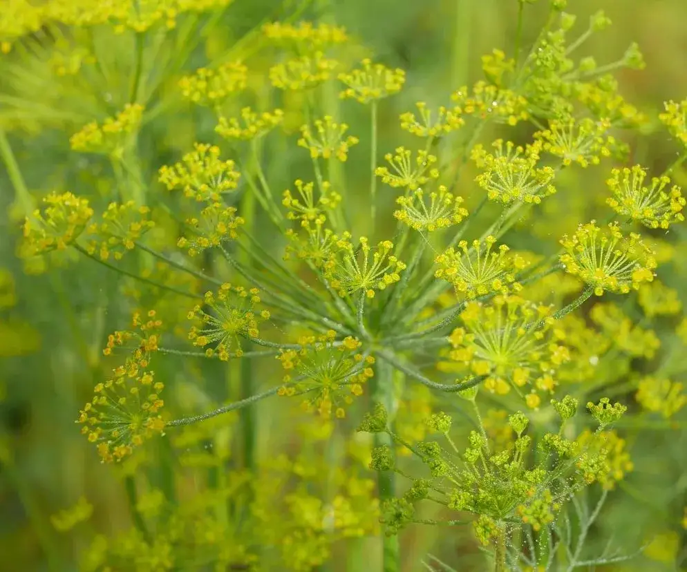 Jak uprawiać koperek: proste sposoby na zdrową roślinę w ogrodzie