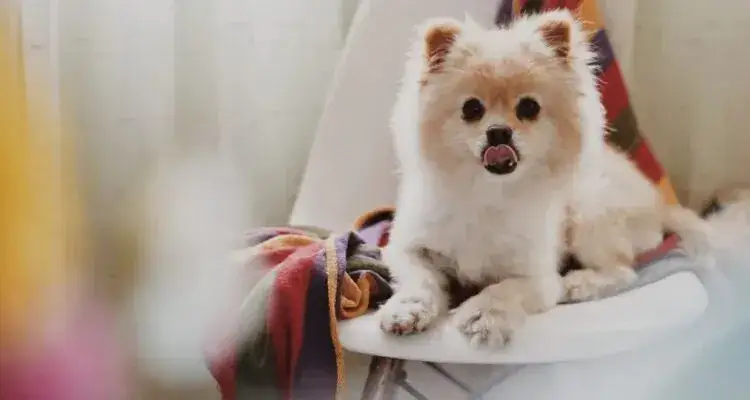 Wyprawka dla szczeniaka: Co kupić, by maluch pokochał nowy dom?