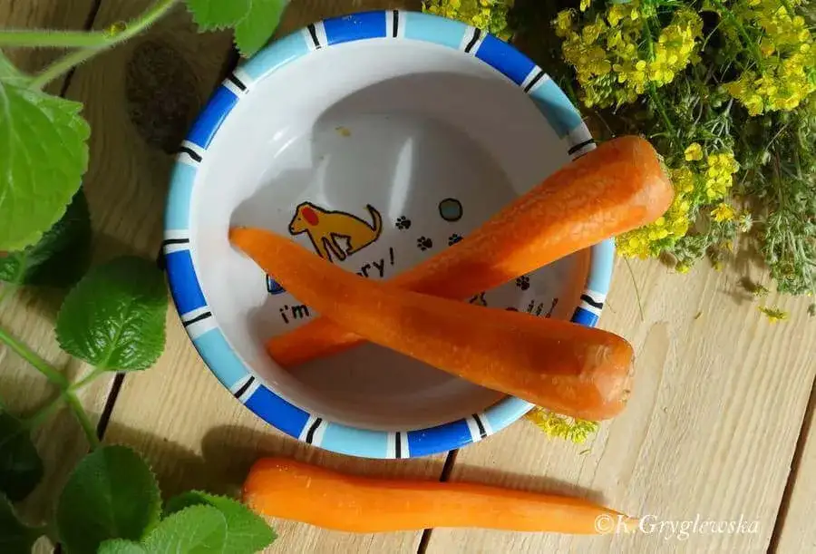 Marchew dla psa: Bezpieczna czy szkodliwa? Rozwiewamy wątpliwości