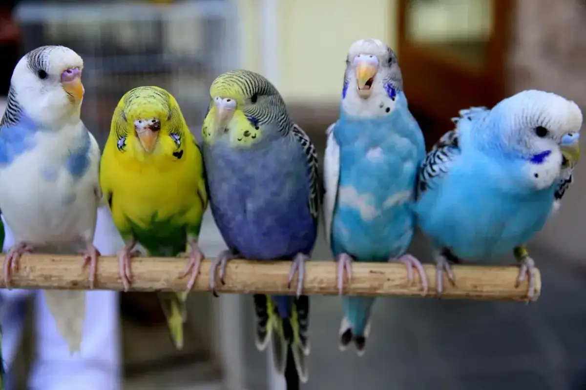 Hodowla papużek falistych w grupie: Sekret szczęśliwego stada