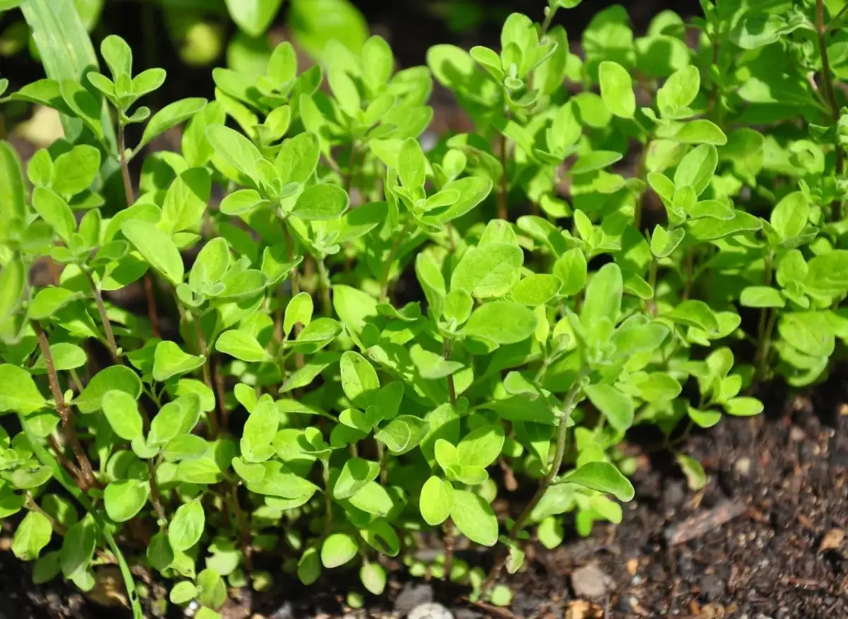 Jak siać majeranek w doniczce? Prosty poradnik krok po kroku