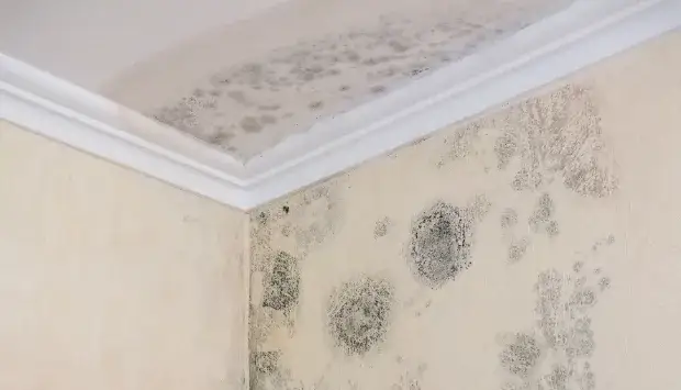 Badezimmer Tapete: So vermeiden Sie Schimmel und Schäden beim Anbringen