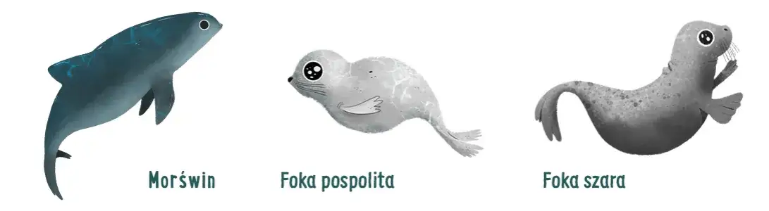 Co naprawdę żyje w Bałtyku? Ssaki, ryby, meduzy i ich sekrety