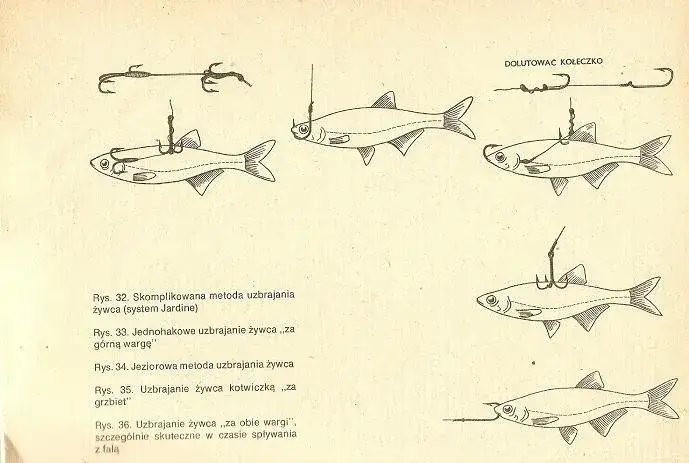 Jak założyć rosówkę na haczyk, by zwiększyć szanse na ryby