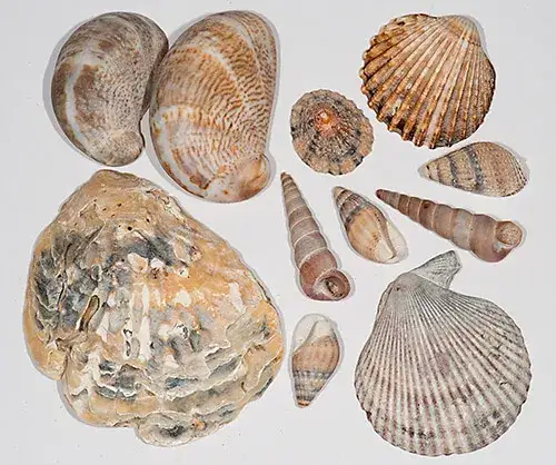 Jakie muszle występują w Bałtyku? Odkryj ich fascynujące rodzaje